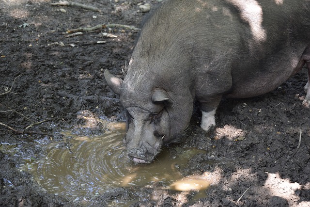 作为荷兰队 作为荷兰队